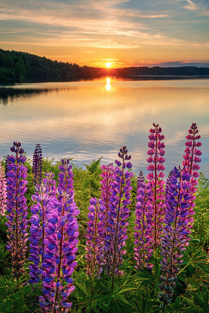 Fluss, See, Lupinen, Blumen, Wildblumen, Wald, Sonne, Sonnenuntergang, Schweden, Europa