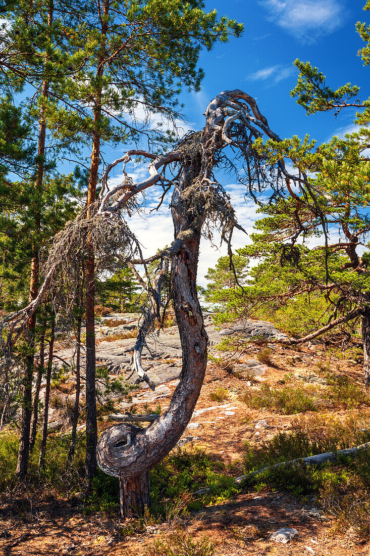 Fluss, See, Aussicht, Wald, Wälder, Baum, Wildnis, Schweden, Europa