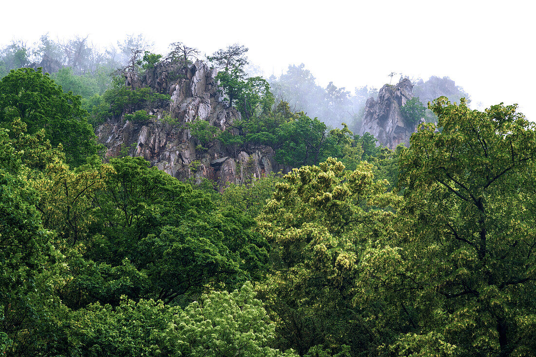 Wald, Tal, Schlucht, Bodetal, Berge, Thale, Harz, Sachsen-Anhalt, Deutschland, Europa