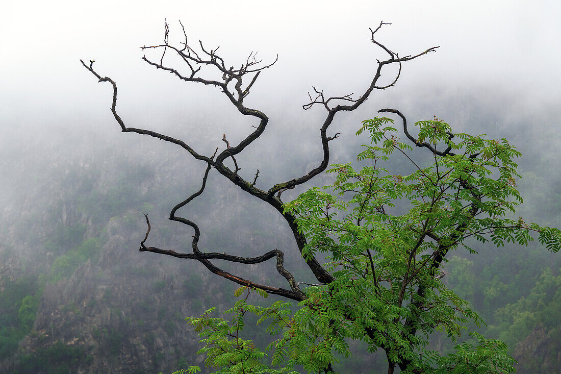 Wald, Tal, Schlucht, Bodetal, Berge, Thale, Harz, Sachsen-Anhalt, Deutschland, Europa