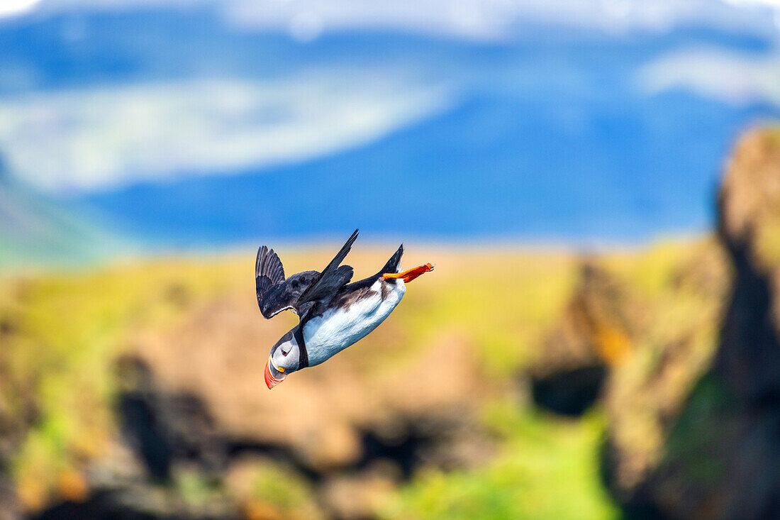 Papageientaucher, Papageitaucher, Puffin, Vogel, Küste, Klippen, Berge, Island, Europa