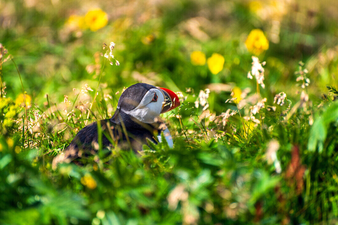  puffin, puffin, bird, coast, cliffs, mountains, Iceland, Europe 