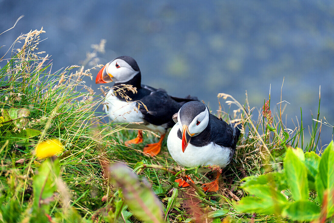  puffin, puffin, bird, coast, cliffs, mountains, Iceland, Europe 