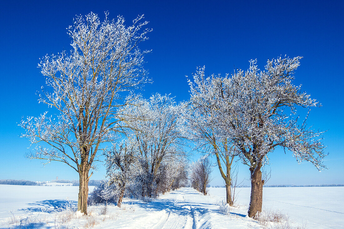  Winter Wonderland, fresh snow, snow, snow landscape, trees, street, Brumby, Saxony-Anhalt, Germany 