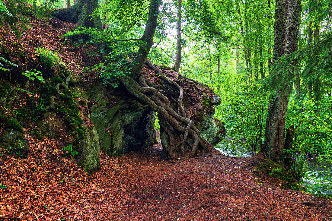  root gate, passage, Selke, Selketal, river, forest, Harz, Saxony-Anhalt, Germany, Europe 