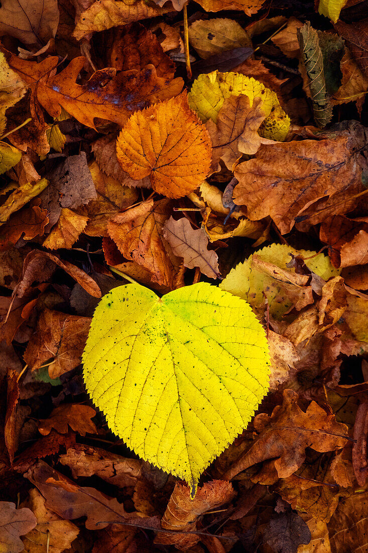 See, Blatt, Park, Herbst, Laubfärbung, Wald, Auewald, Leipzig, Sachsen, Deutschland, Europa