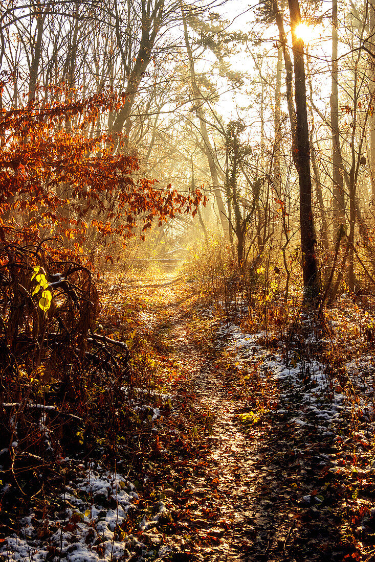 Weg, Pfad, Wanderweg, Park, Herbst, Laubfärbung, Wald, Brumby, Sachsen-Anhalt, Deutschland, Europa