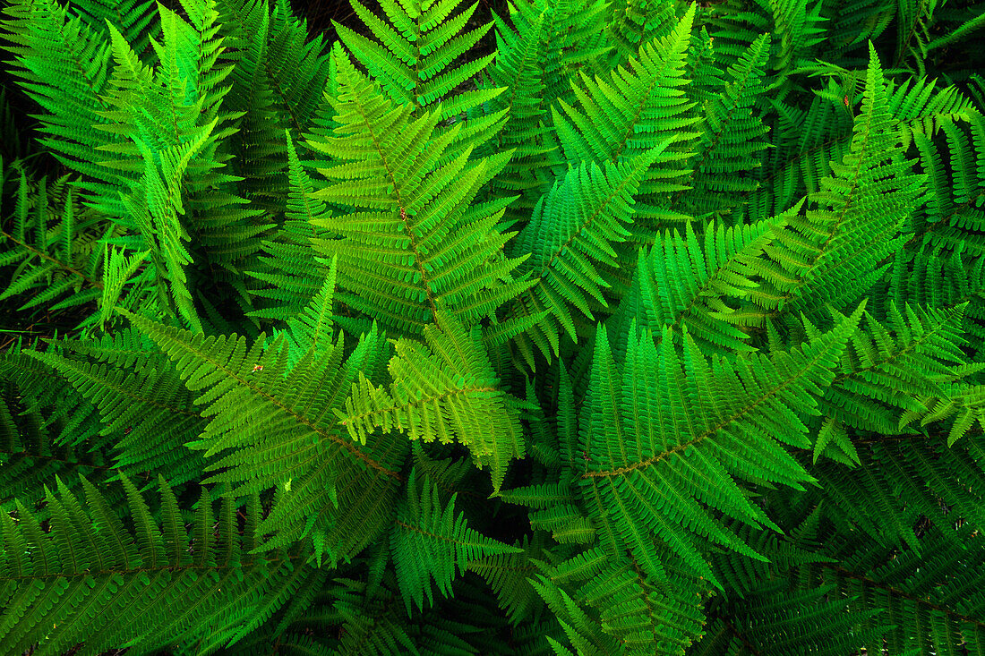  fern, detailed view, flower, plant, forest, summer, wilderness, Sweden, Europe 