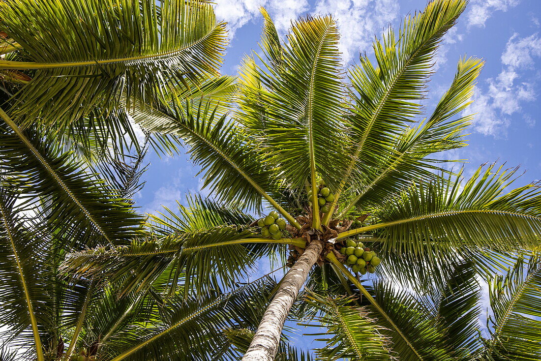 Blick nach oben in eine Kokospalme, (Cocos nucifera), Trou aux Biches, Pamplemousses, Insel Mauritius, Indischer Ozean