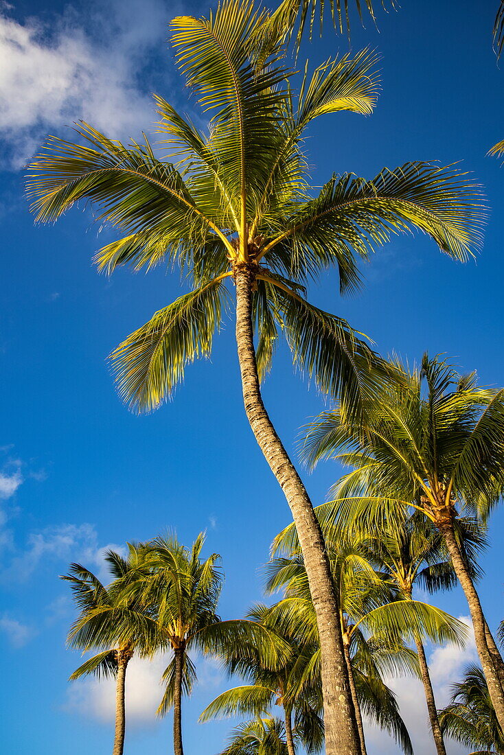  Coconut palms on the beach at Royal Palms Beachcomber Luxury (Beachcomber Resorts), Grand Baie, Rivière du Rempart, Mauritius, Indian Ocean 