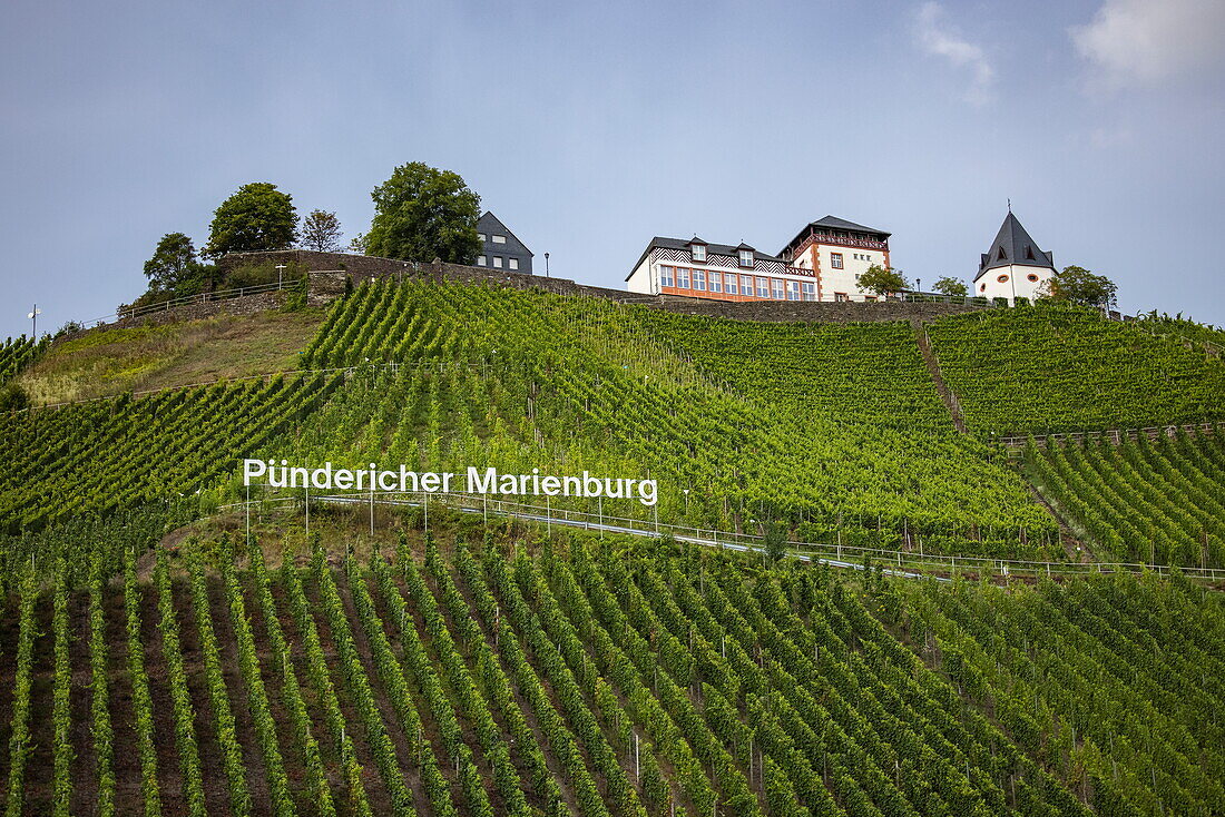  Pündericher Marienburg vineyard on the Moselle with Marienburg Hotel and Restaurant on the slope, Pünderich, Rhineland-Palatinate, Germany, Europe 