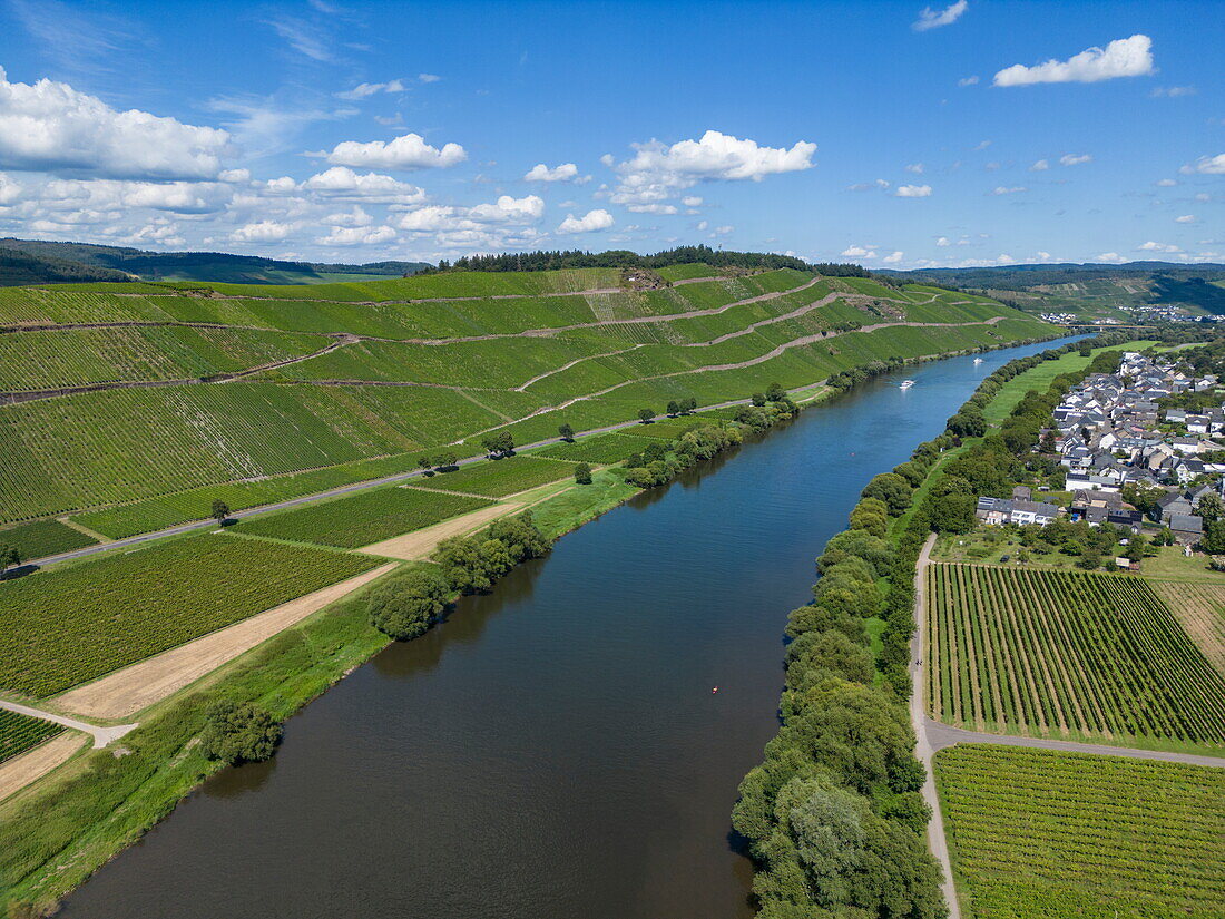  Aerial view of the Moselle river with vineyards, Brauneberg, Rhineland-Palatinate, Germany, Europe 