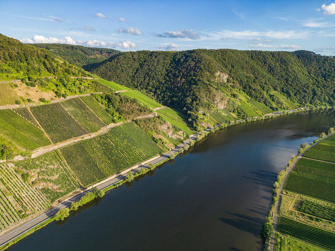  Aerial view of the Moselle river with vineyards, Minheim, Rhineland-Palatinate, Germany, Europe 