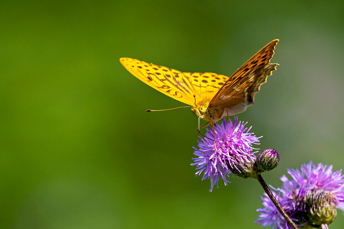 Schmetterling, Kaisermantel an einer Kratzdistel, Bayern, Deutschland