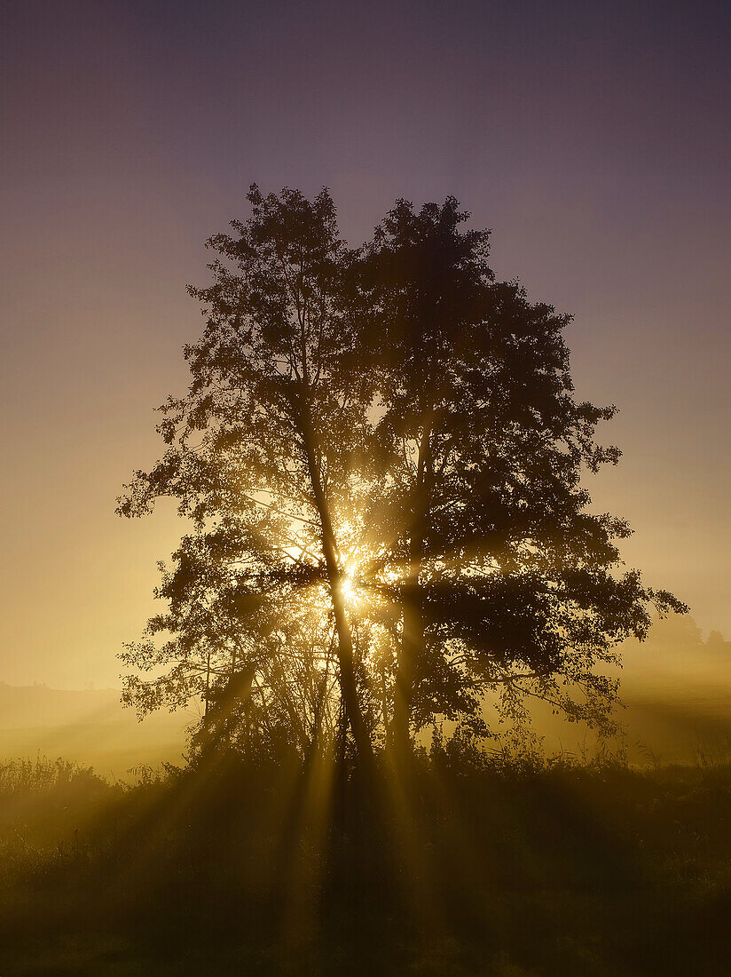  Tree in rays of sunshine, sunrise in autumn, Bavaria, Germany, Europe 