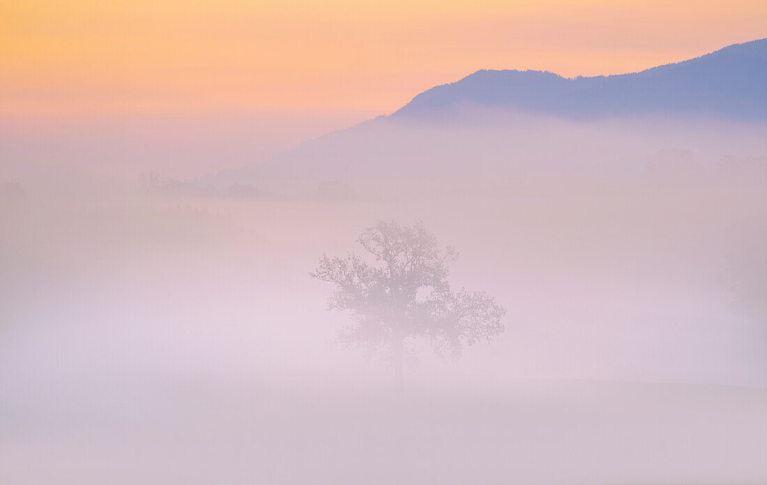  Foggy morning in the Alpine foothills near Murnau, Bavaria, Germany 