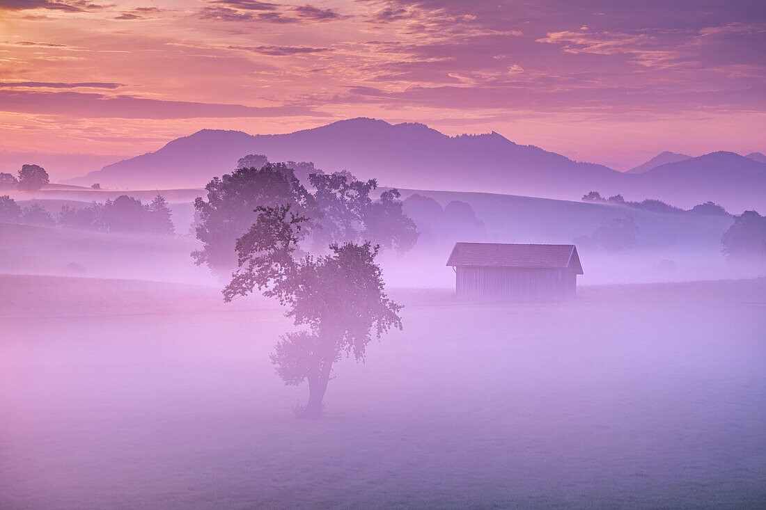 Frühherbst, Nebelmorgen im Alpenvorland, Bayern, Deutschland