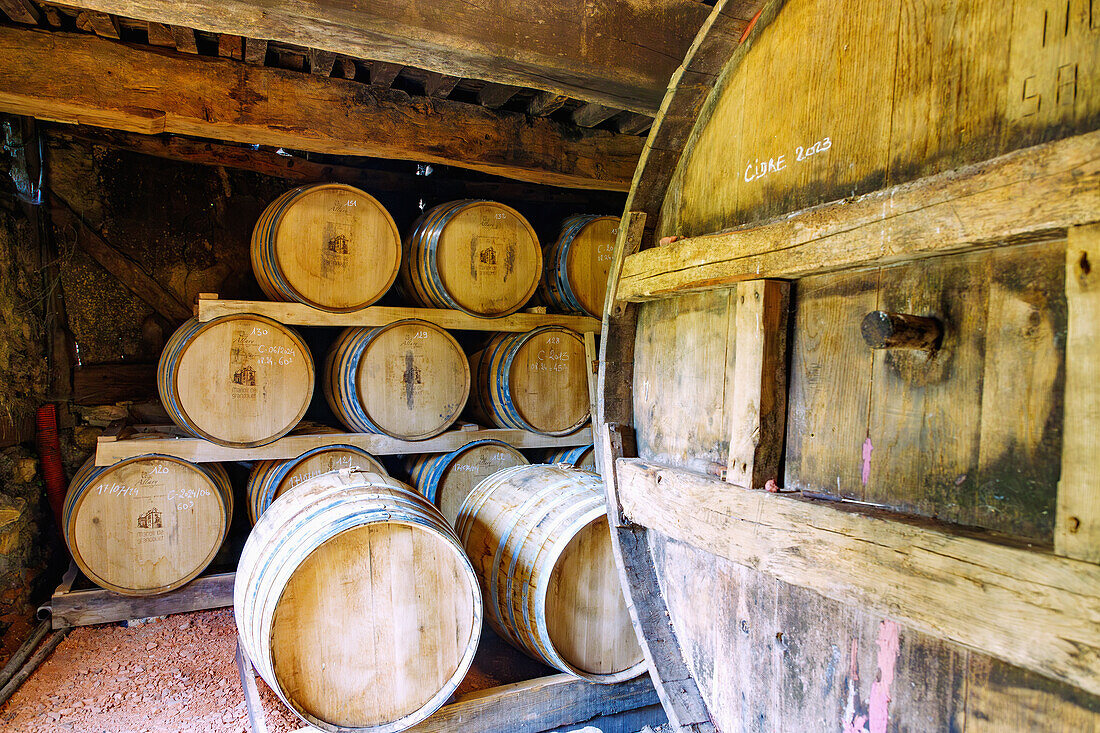 Holzfässer mit Cidre in der Cidrerie des Manoir de Grandouet bei Cambremer im Pays d'Auge im Département Calvados in der Region Normandie in Frankreich