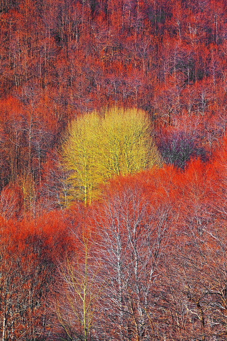 Etna National Park forest, Etna, Sicily, Italy