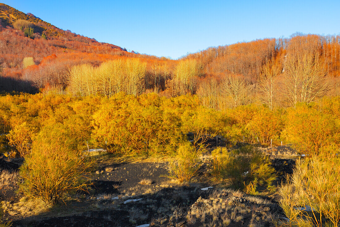  Wald des Ätna-Nationalparks, Ätna, Sizilien, Italien 