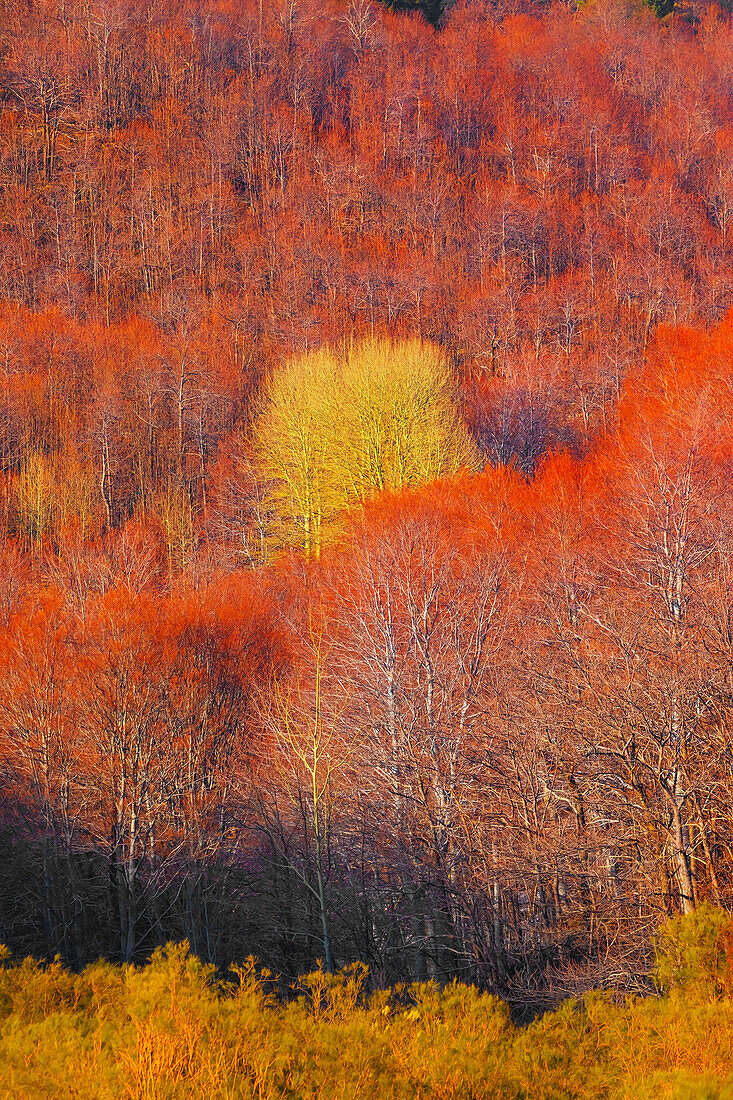  Wald des Ätna-Nationalparks, Ätna, Sizilien, Italien 