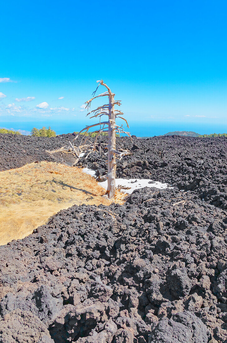  Durch den Ausbruch des Vulkans Ätna verbrannter Baum steht zwischen Lavafeldern, Ätna, Sizilien, Italien 