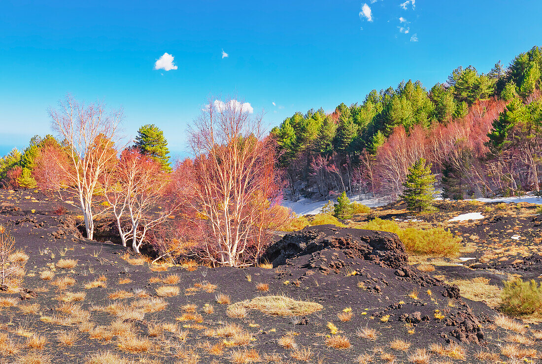  Birken (Betula aetnensis) sprießen und kommen aus dem vulkanischen Boden, Ätna, Sizilien, Italien 