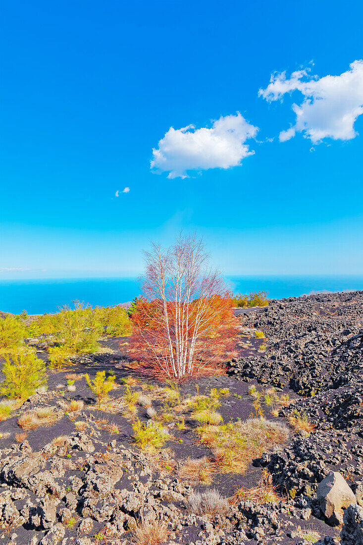 Volcanic landscape, Etna, Sicily, Italy