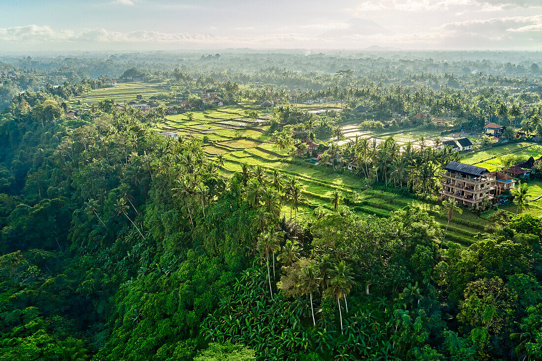 Aerial view of green rice fields in Ubud, Bali, Indonesia.