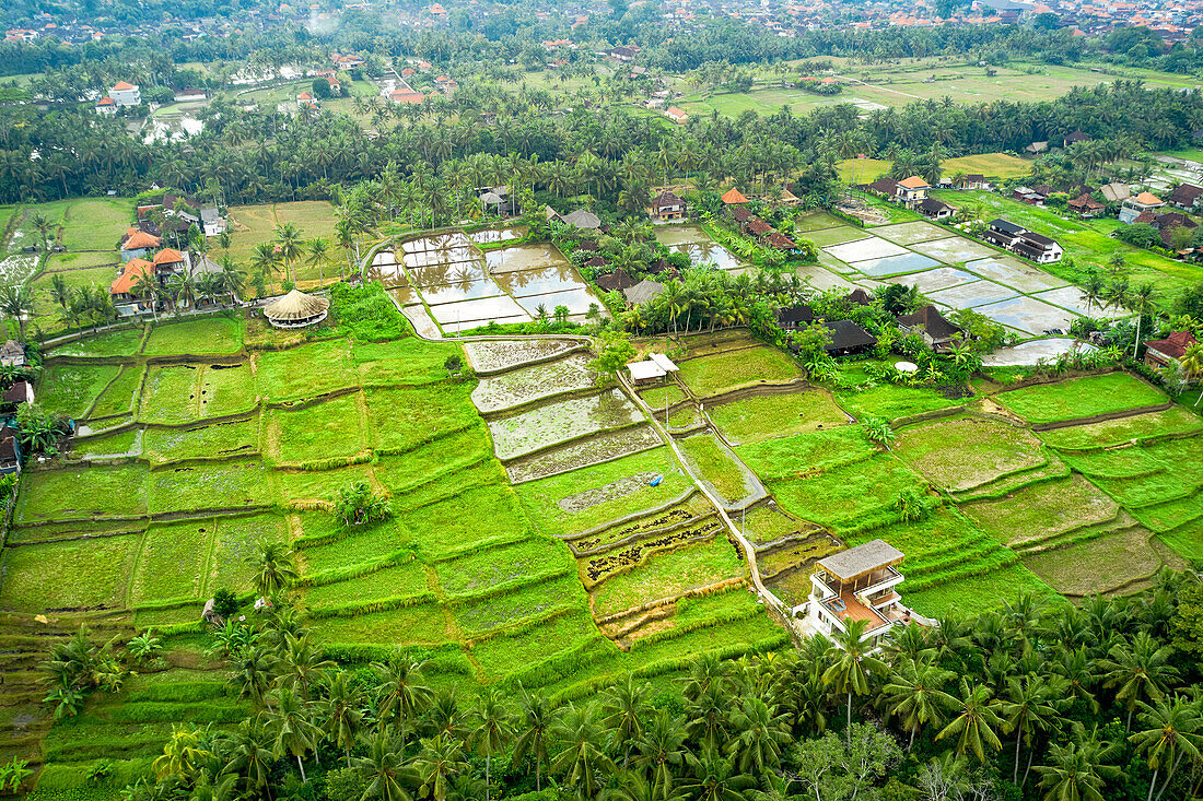 Aerial view of green rice fields in Ubud, Bali, Indonesia.