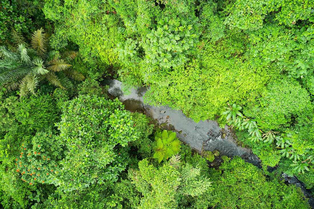  Luftaufnahme eines kleinen Flusses, der durch die Wälder in Ubud, Bali, Indonesien fließt. 