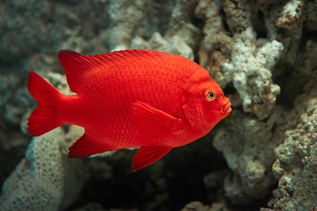 Garibaldi damselfish (Hypsypops rubicundus) swims in aquarium. 