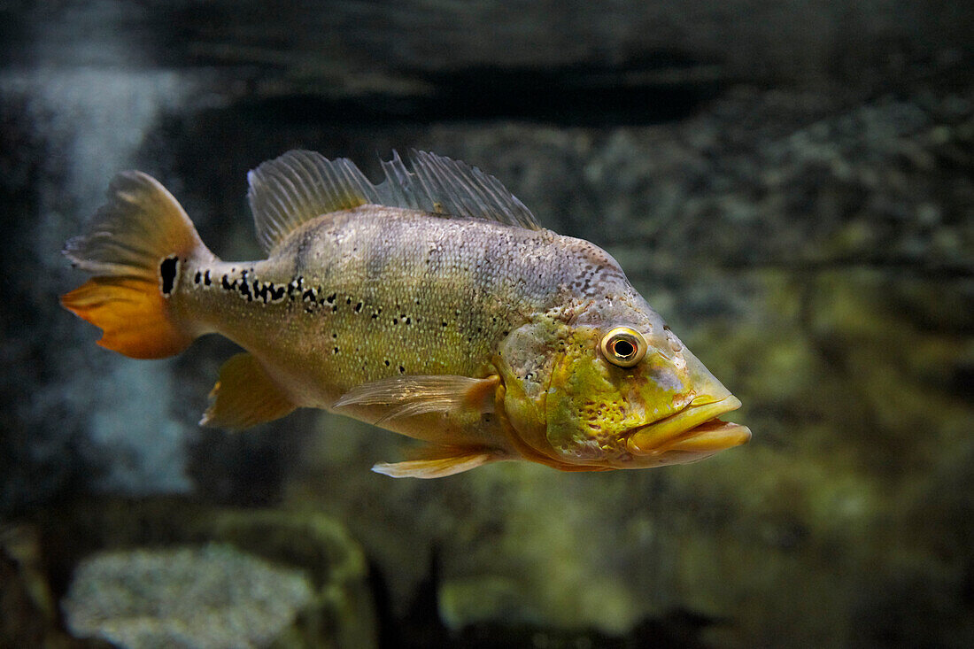  Der Schmetterlings-Pfauenbarsch (Cichla ocellaris) schwimmt im Aquarium.  