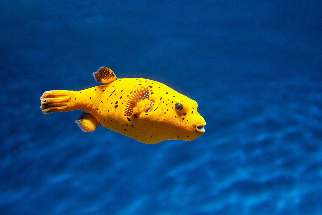 The blackspotted puffer, or the dog-faced puffer (Arothron nigropunctatus) swims in aquarium.