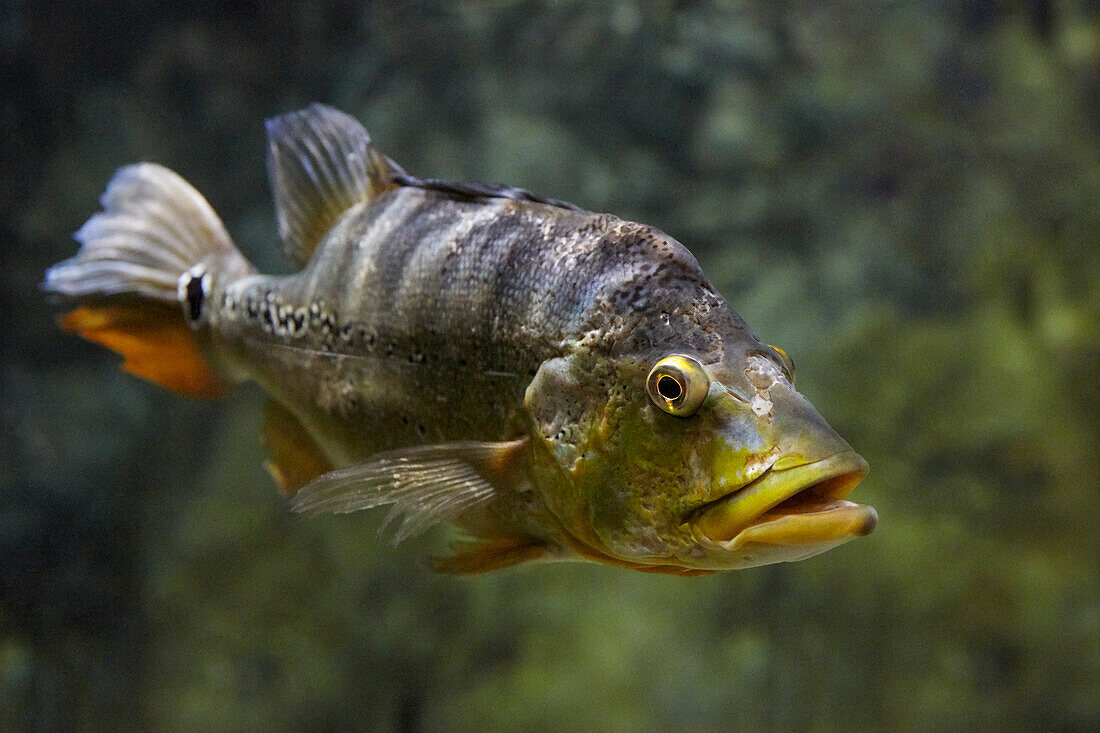  Der Schmetterlings-Pfauenbarsch (Cichla ocellaris) schwimmt im Aquarium. 