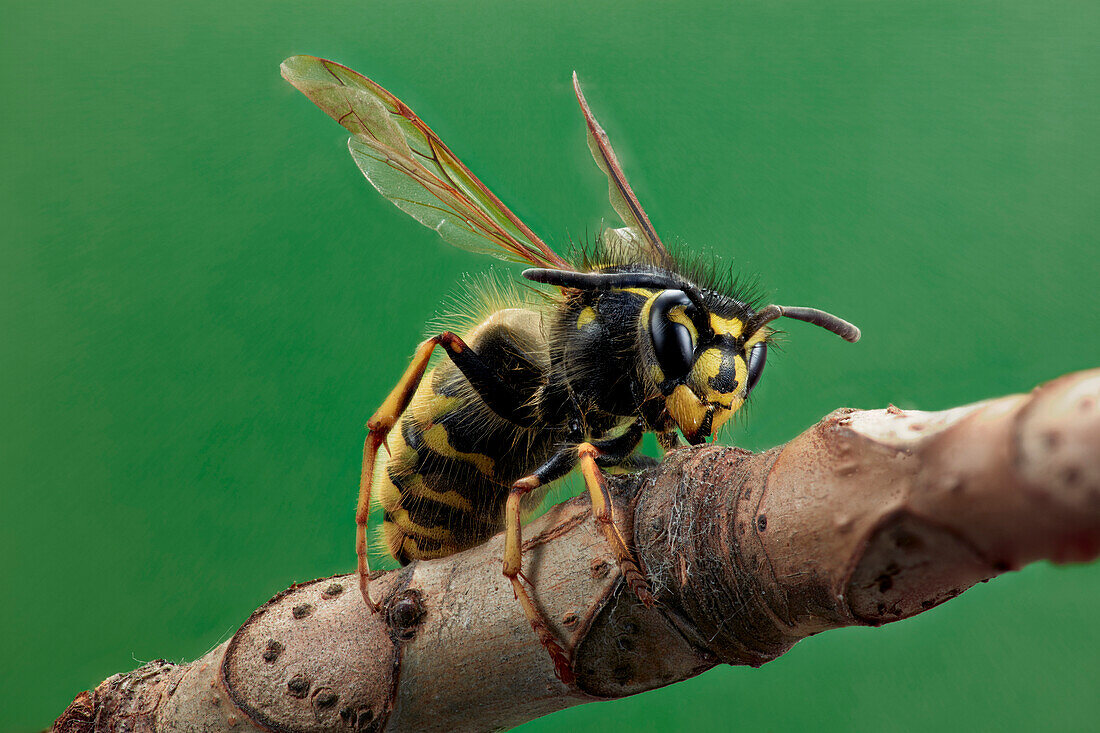 Focus stacked image of a single common wasp (Vespula vulgaris) sitting on a twig photographed at 1:1 magnification.