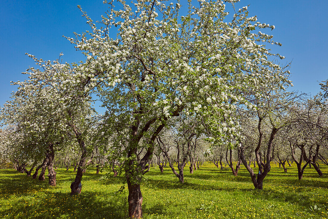  Obstgarten im Museumsreservat Kolomenskoje mit blühenden Apfelbäumen (Malus domestica) im Frühling. Moskau, Russland. 