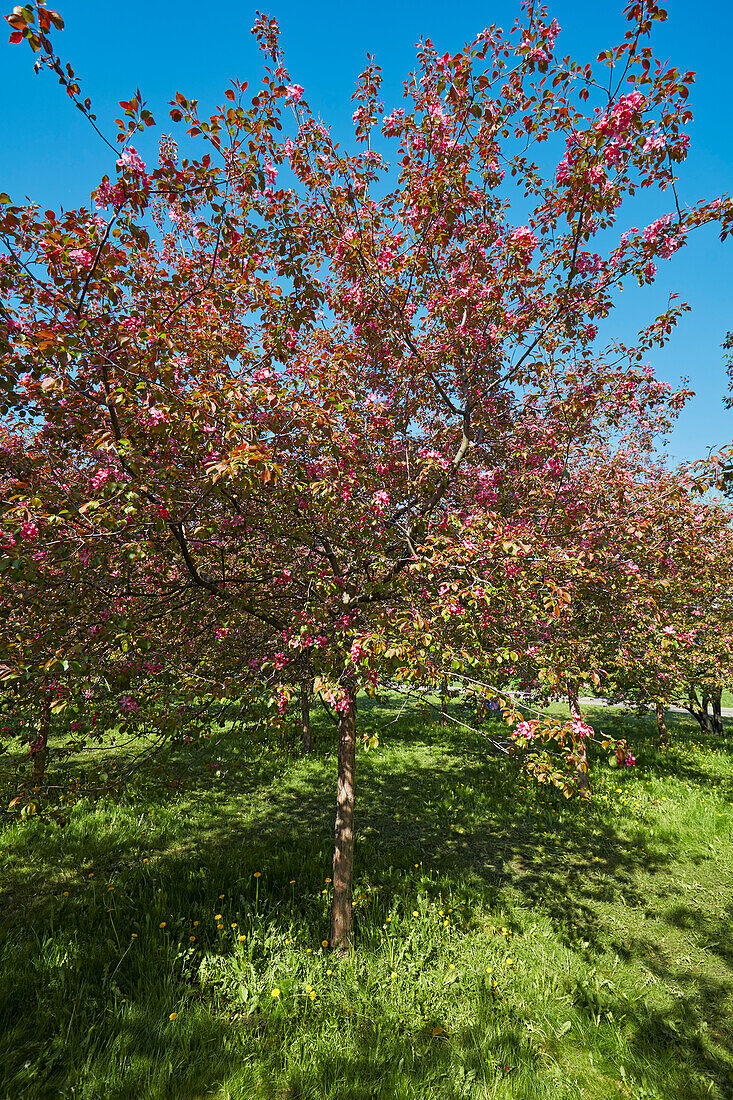 Niedzwetzky's apple tree (Malus niedzwetzkyana) in blossom. Kolomenskoye Museum Reserve, Moscow, Russia.