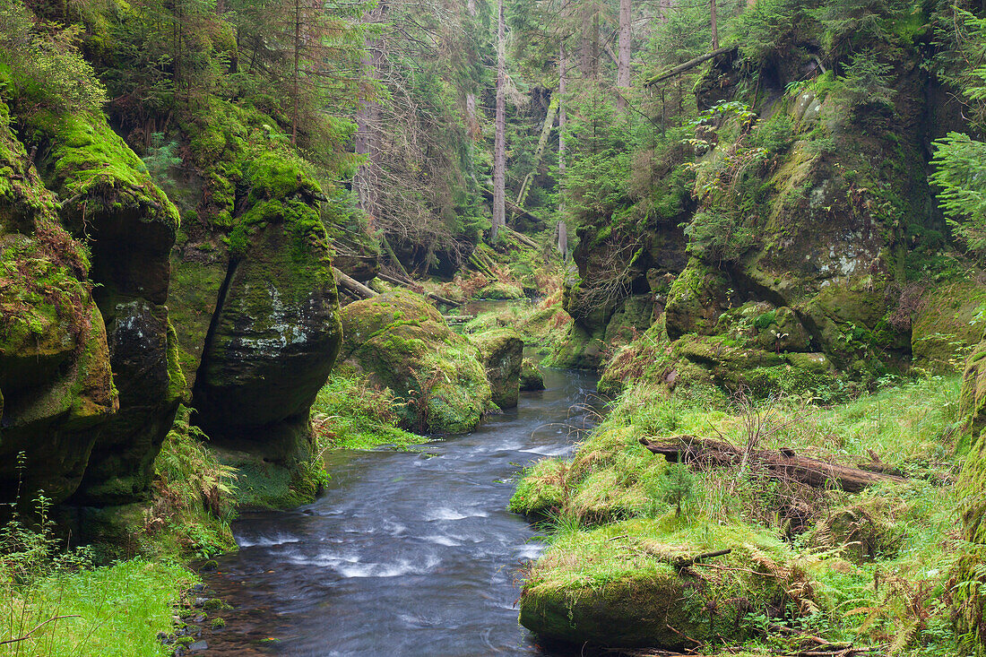  Kirnitzsch in the Elbe Sandstone Mountains, Saxon Switzerland National Park, Saxony, Germany 