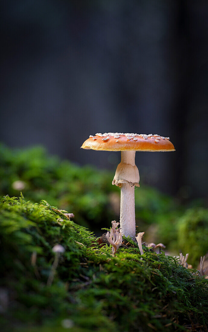  Fly agaric in the autumn forest, Bavaria, Germany 