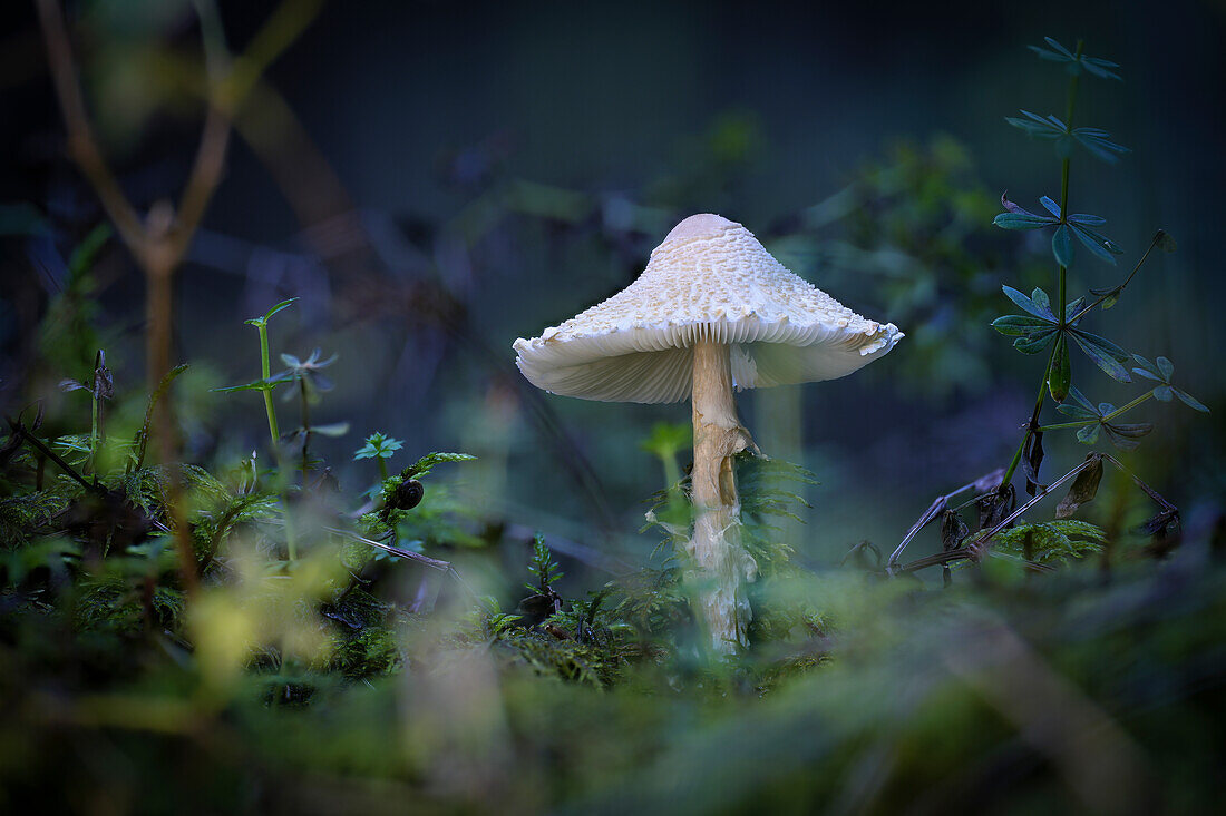  White Death Cap in autumn forest, Bavaria, Germany 