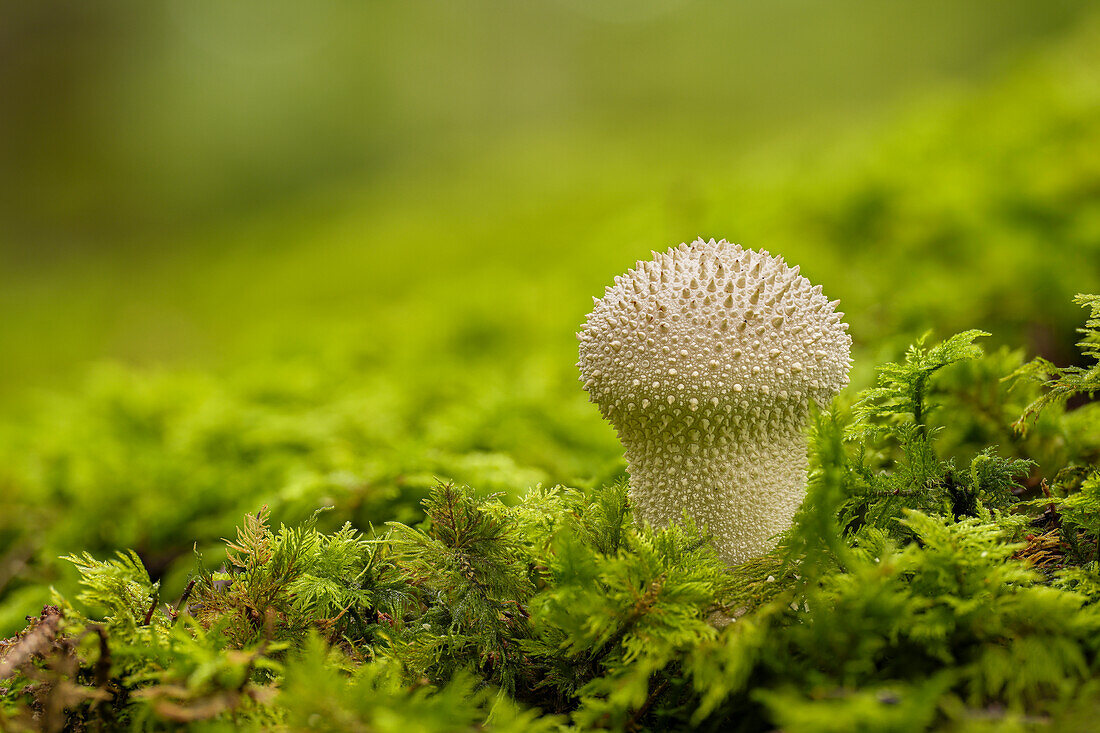 Ein Flaschenbovist im Herbstwald