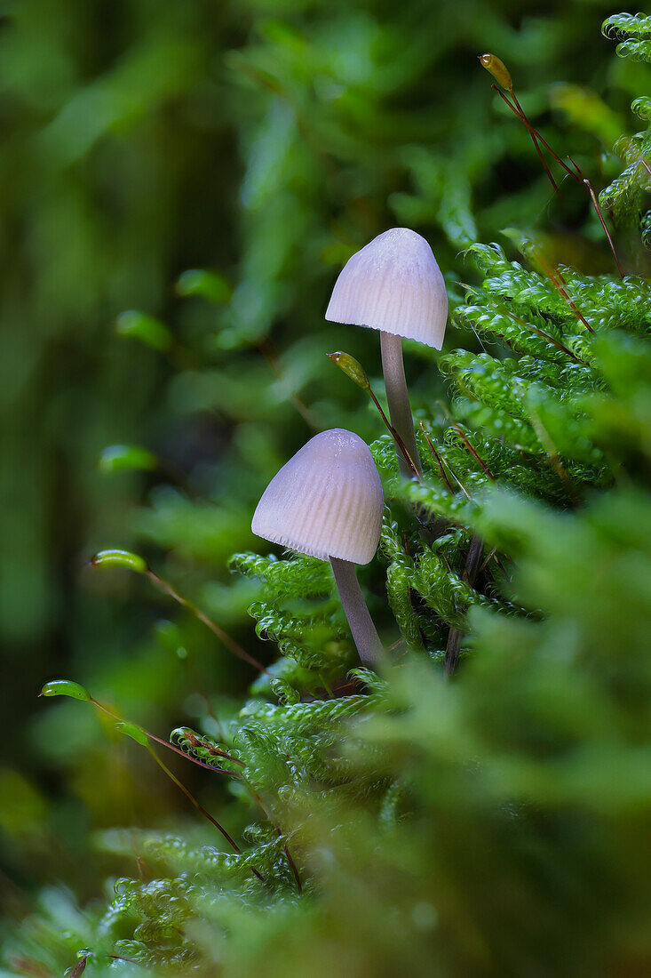 Kleine Pilze im Herbstwald, Bayern, Deutschland