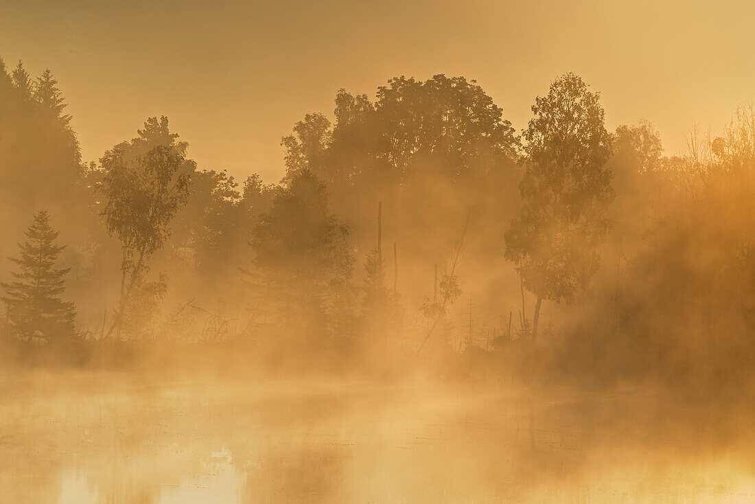  Foggy autumn morning in the moor, Weilheim, Bavaria, Germany, Europe 