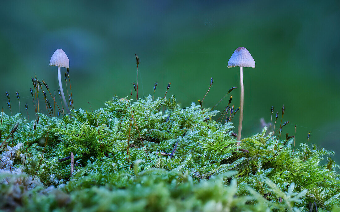 Pilze im Herbstwald, Bayern, Deutschland