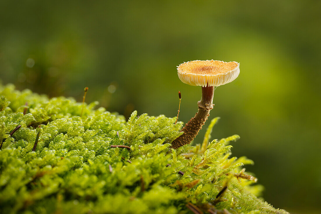 Kleiner Pilz im Herbstwald, Bayern, Deutschland