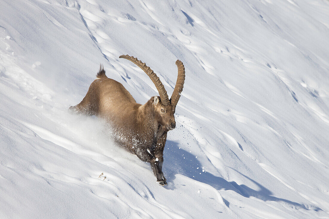  Alpine ibex, Capra ibex, adult male walking through the snow, Gran Paradiso National Park, Italy 