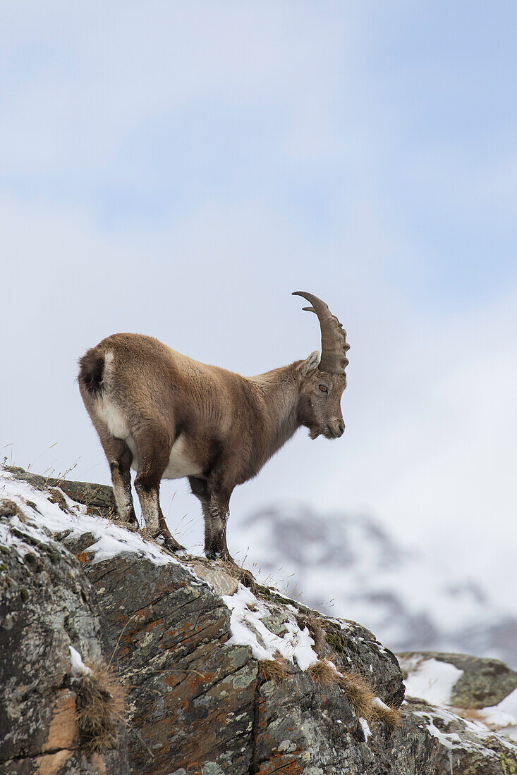 Alpensteinbock, Capra ibex, junger Bock im Schnee, Nationalpark Gran Paradiso, Italien