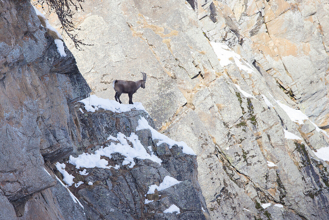 Alpensteinbock, Capra ibex, junger Bock an einer Feldwand, Nationalpark Gran Paradiso, Italien