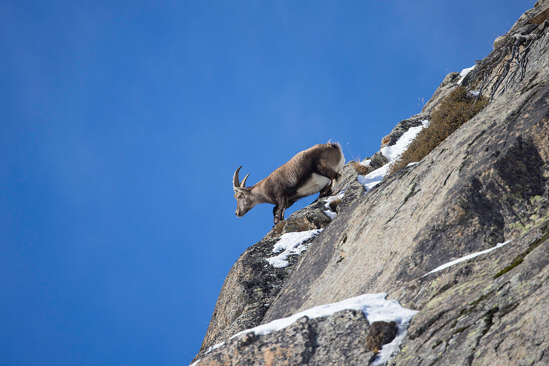  Alpine ibex, Capra ibex, young male in the snow, Gran Paradiso National Park, Italy 